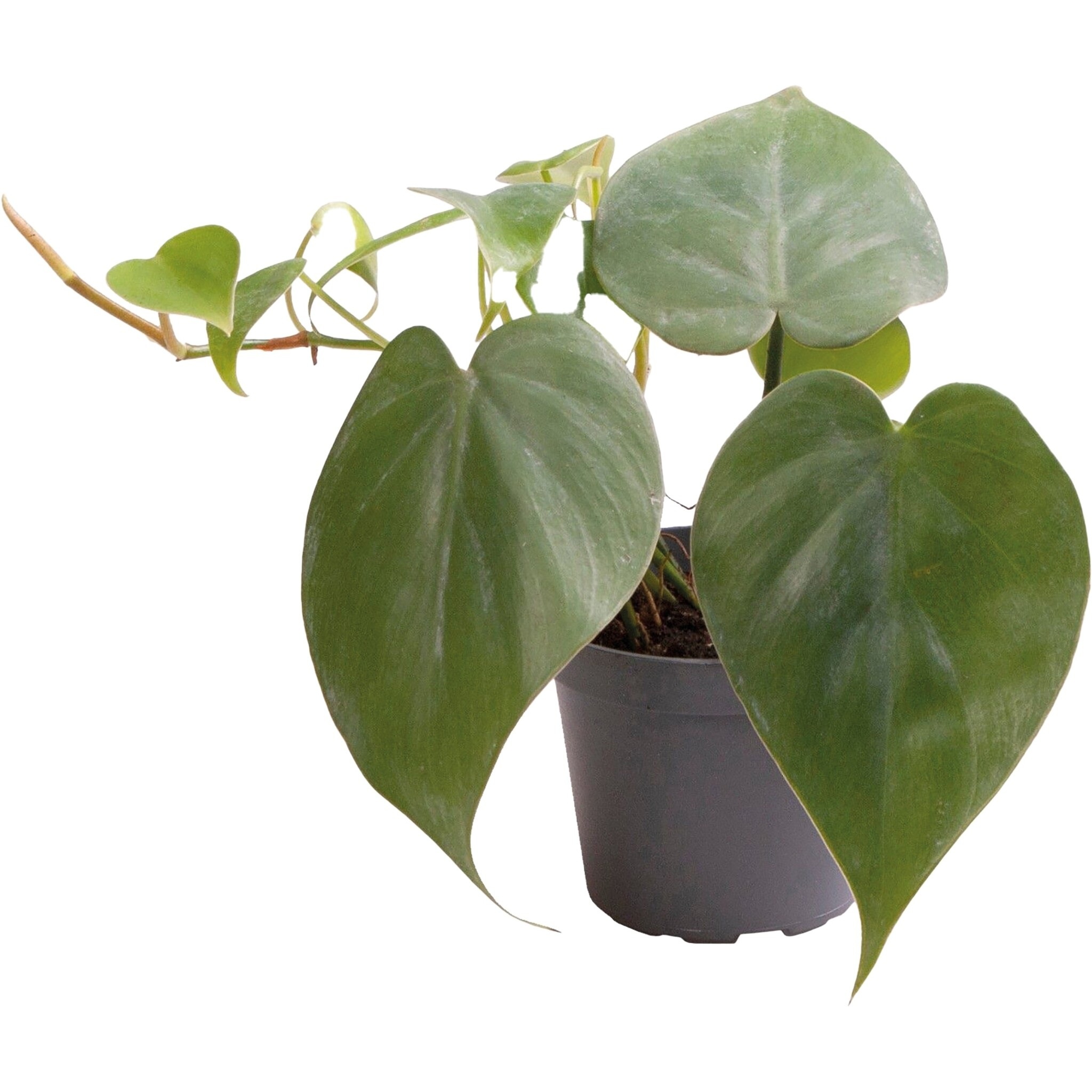Philodendron Scandens