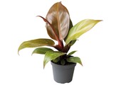 Philodendron Cherry Red