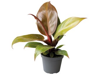 Philodendron Cherry Red