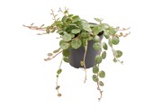 Peperomia Prostrata
