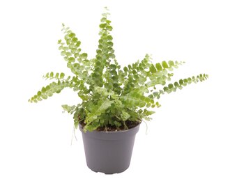 Nephrolepis Exaltata Duffy