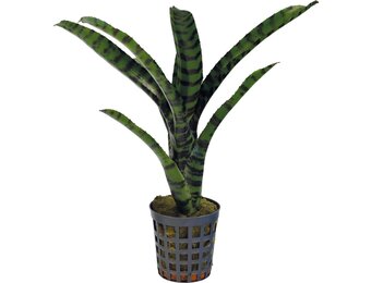 Neoregelia Rubrifolia