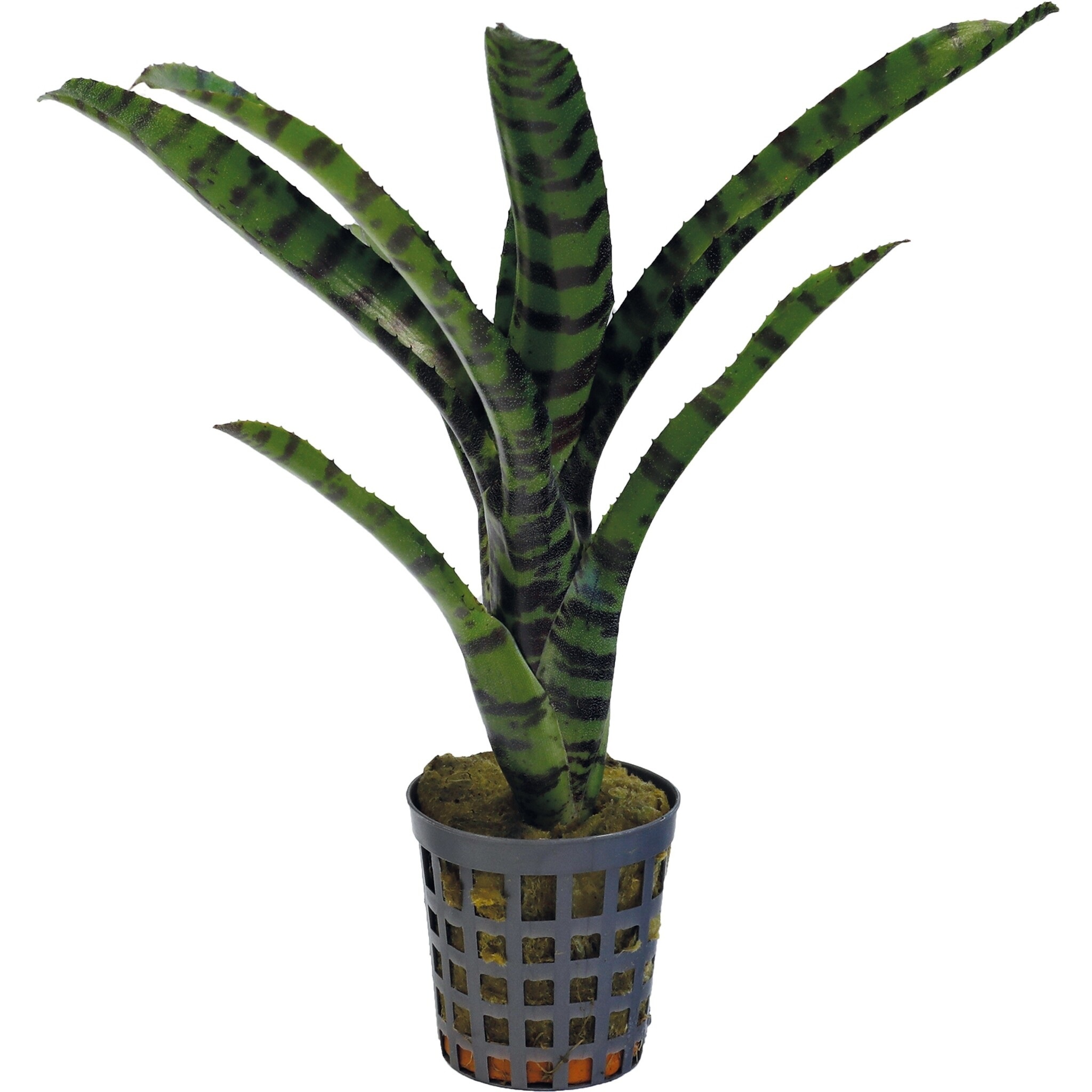 Neoregelia Rubrifolia