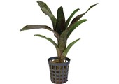 Neoregelia Atlantis