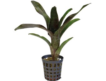 Neoregelia Atlantis