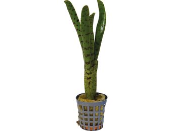 Neoregelia Punctatissima