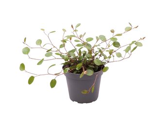 Muehlenbeckia Complexa