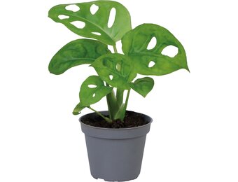 Monstera Obliqua