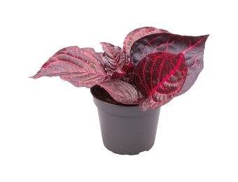 Iresine Herbstii Bloodleaf