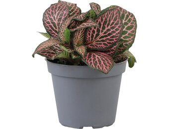 Fittonia Pink Specik