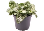 Fittonia Albivenis Mini Wh