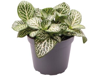 Fittonia Albivenis Mini Wh