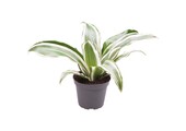 Dracaena White Jewel