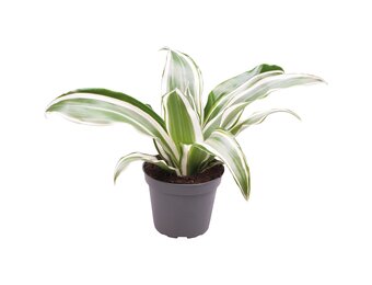 Dracaena White Jewel