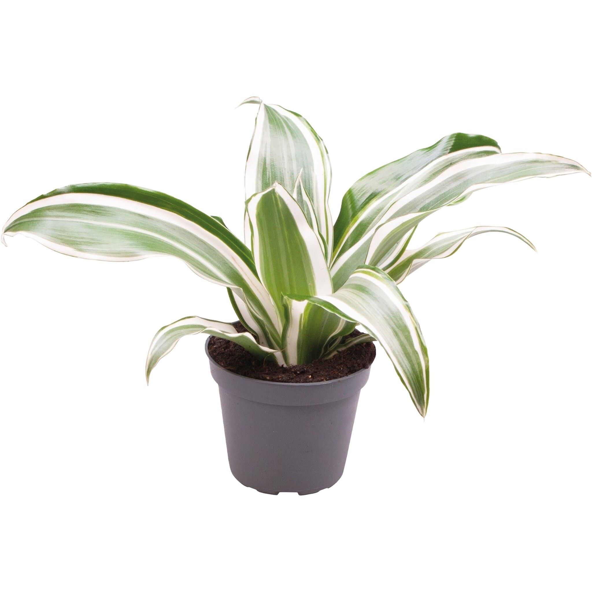 Dracaena White Jewel