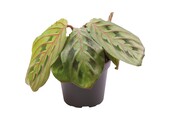 Calathea Leuconeura Red Stripe