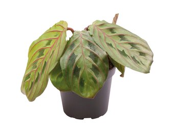Calathea Leuconeura Red Stripe