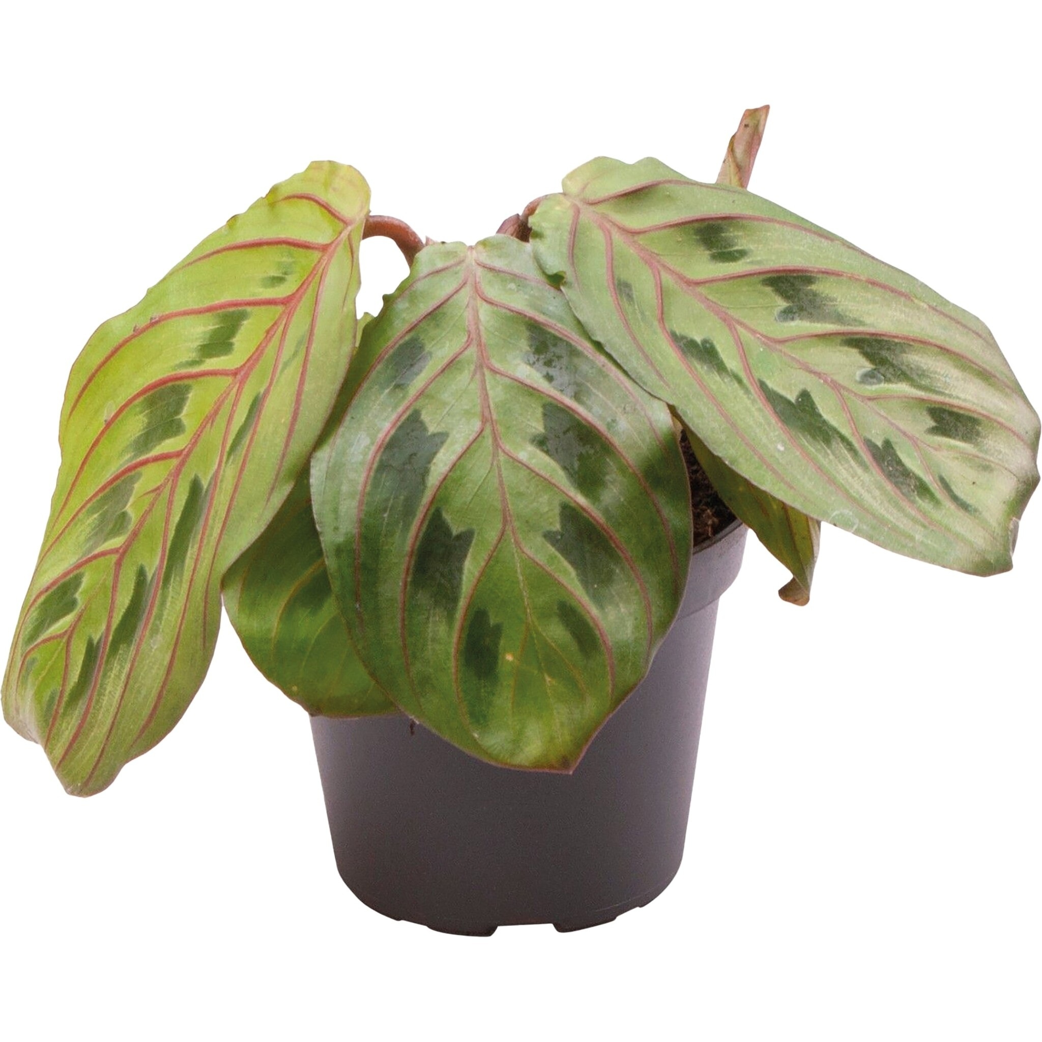Calathea Leuconeura Red Stripe