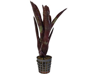 Neoregelia Hera Little Bright