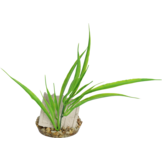 kunstplant schatkist 20cm