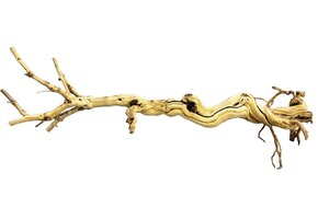 Dragon Tree 90-105cm