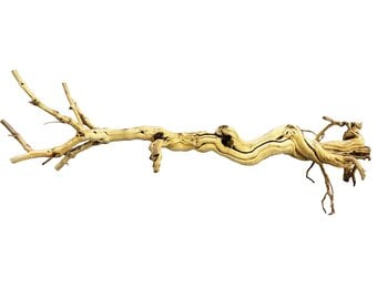 Dragon Tree 90-105cm