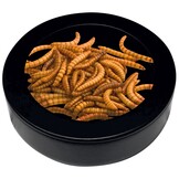 Terrarium Deco Worm Dish