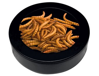 Terrarium Deco Worm Dish