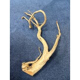 Spider Wood XXL 70-100cm