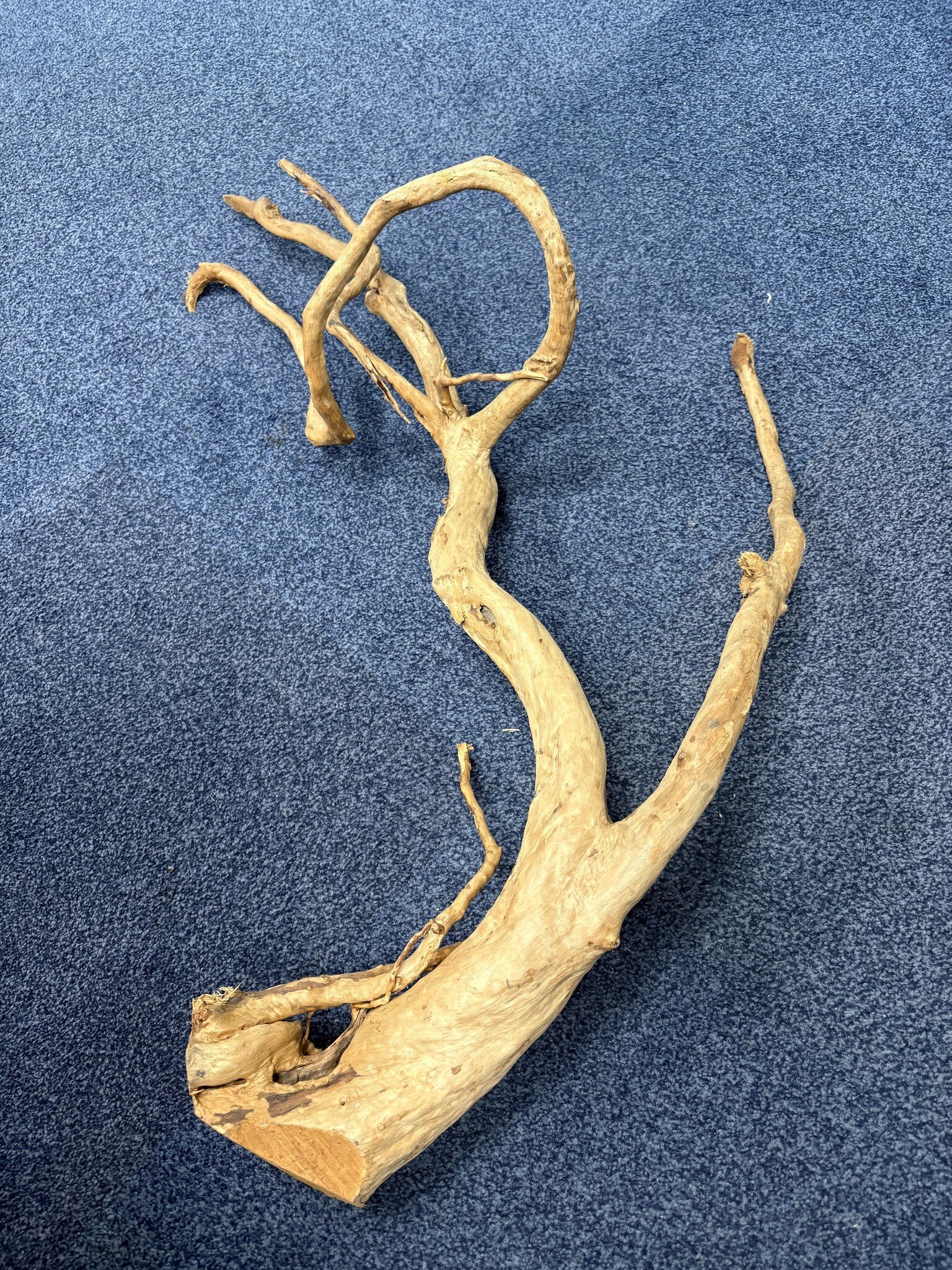 Spider Wood XXL 70-100cm