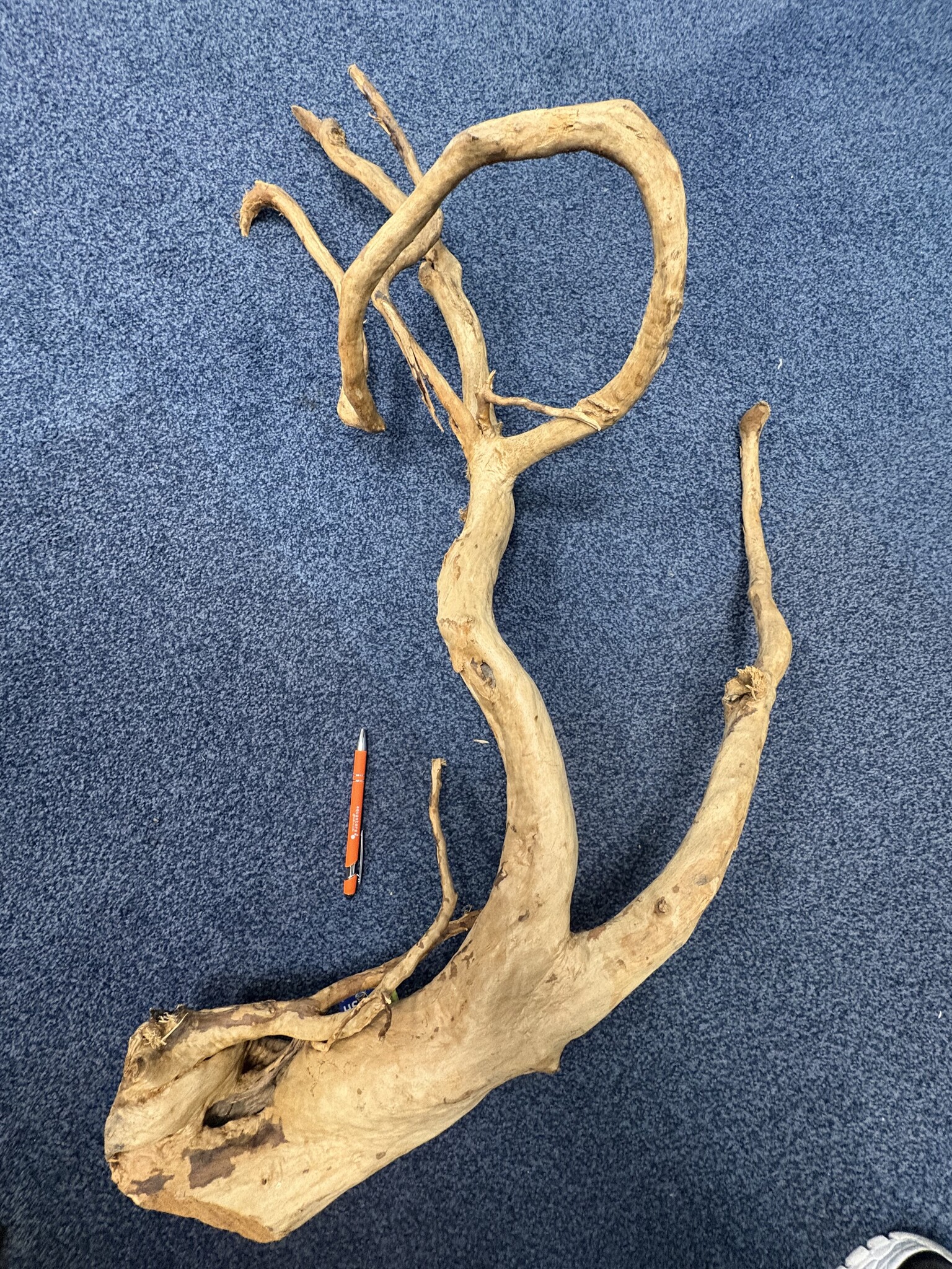 Spider Wood XXL 70-100cm