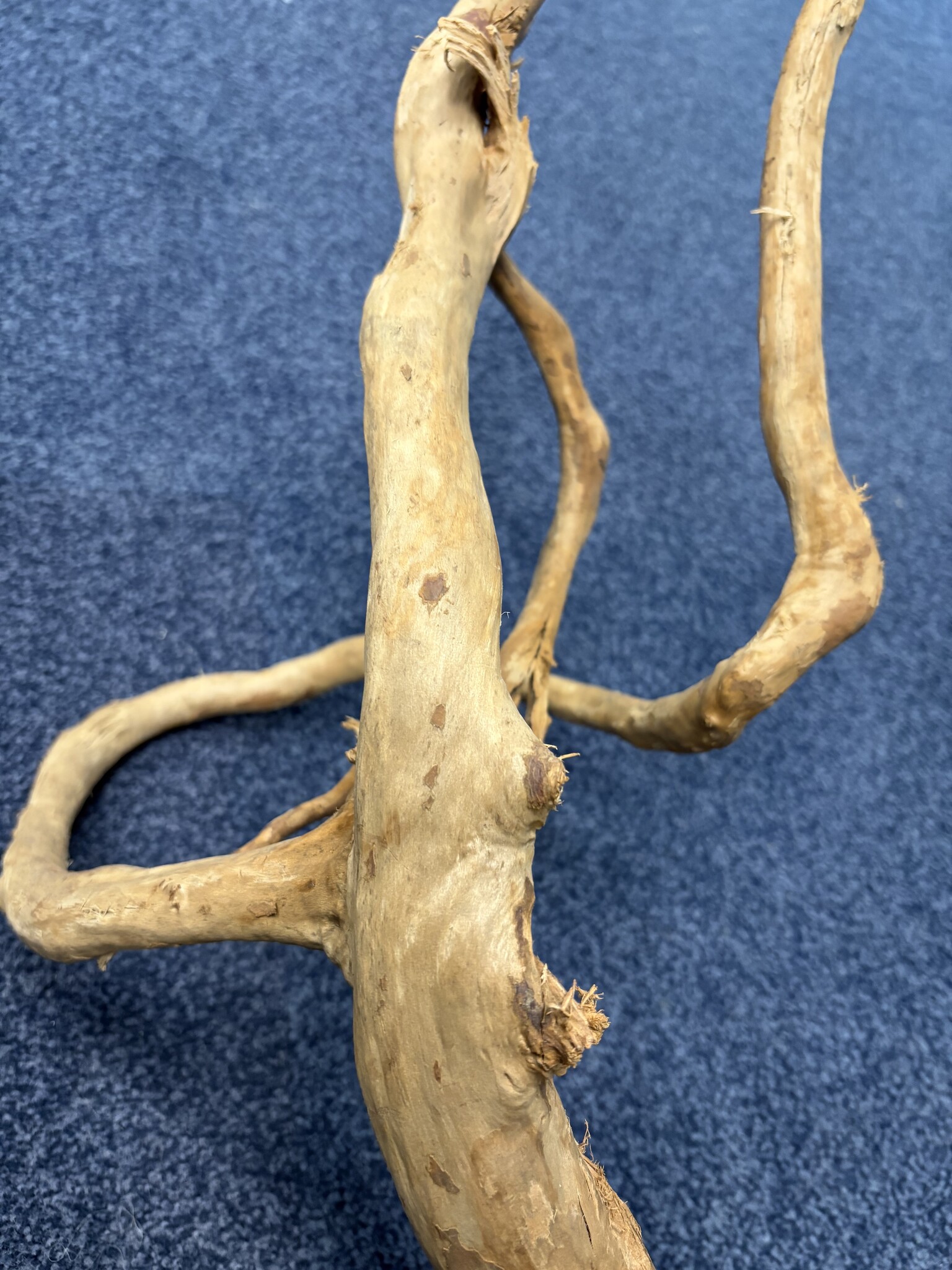 Spider Wood XXL 70-100cm