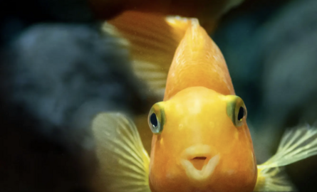 Complete gids voor helder water en gezonde vissen