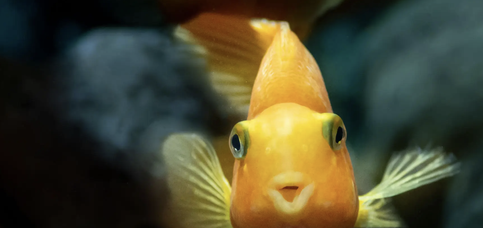 Complete gids voor helder water en gezonde vissen