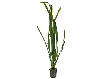 Vallisneria spiralis 5 cm pot