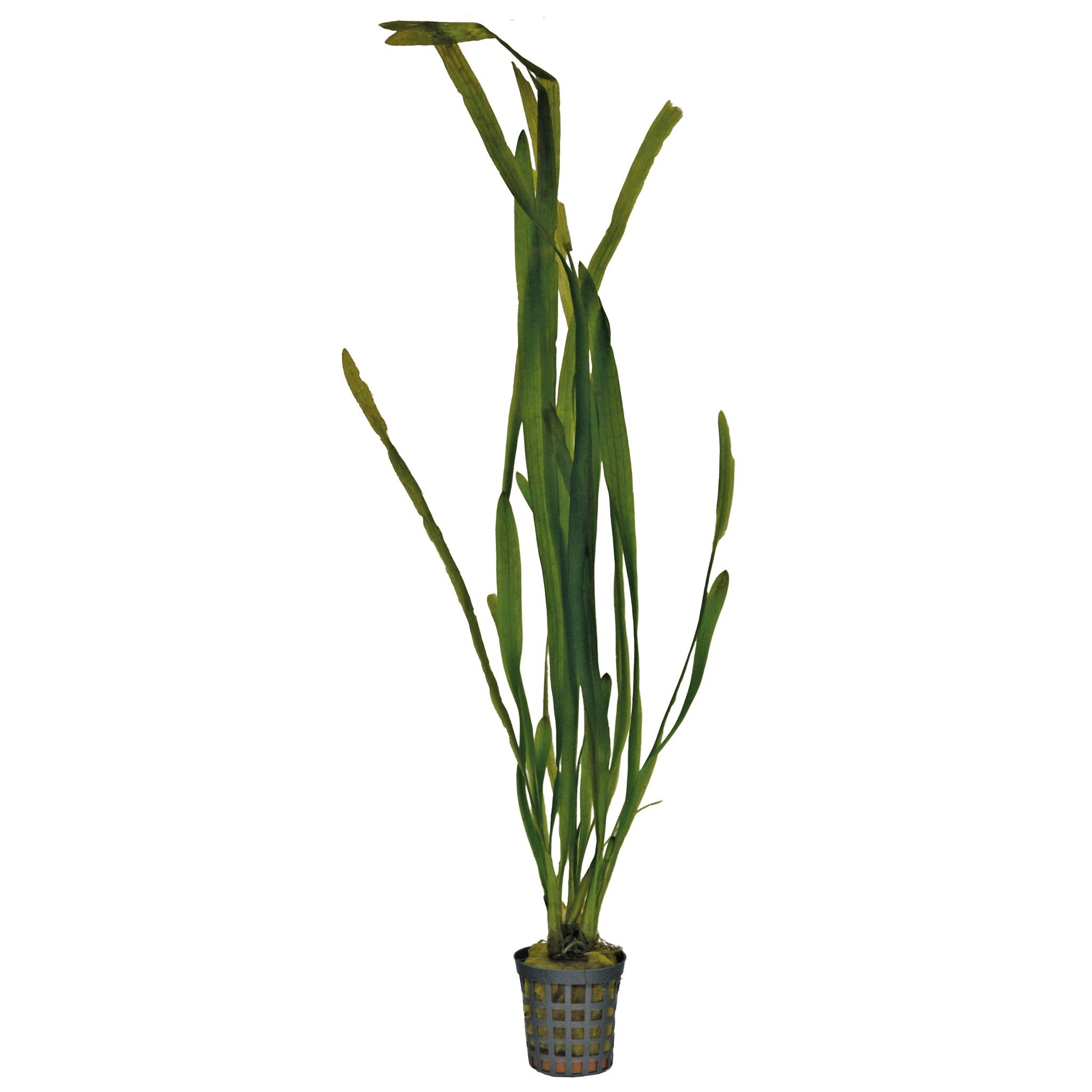 Vallisneria spiralis 5 cm pot