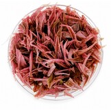Cryptocoryne Wendtii ‘Flamingo’ in vitro