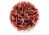 Cryptocoryne Wendtii ‘Flamingo’ in vitro