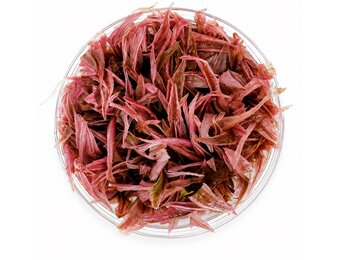 Cryptocoryne Wendtii ‘Flamingo’ in vitro
