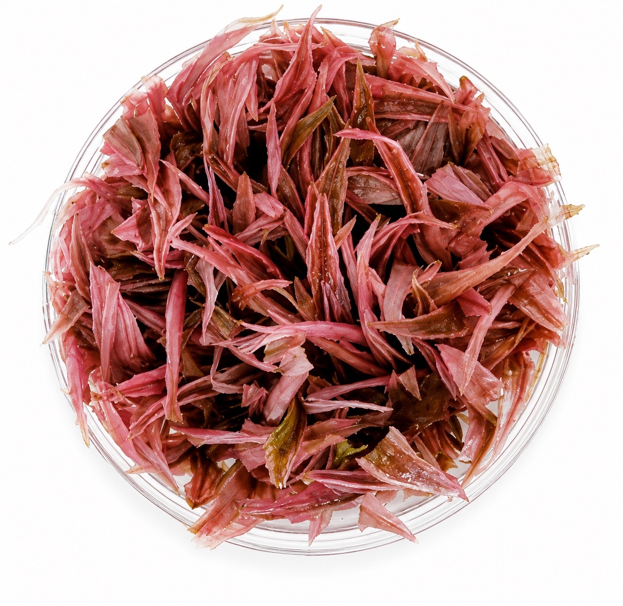 Cryptocoryne Wendtii ‘Flamingo’ in vitro