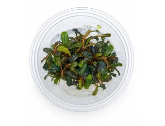 Bucephalandra sp. 'Kedagang' in-vitro