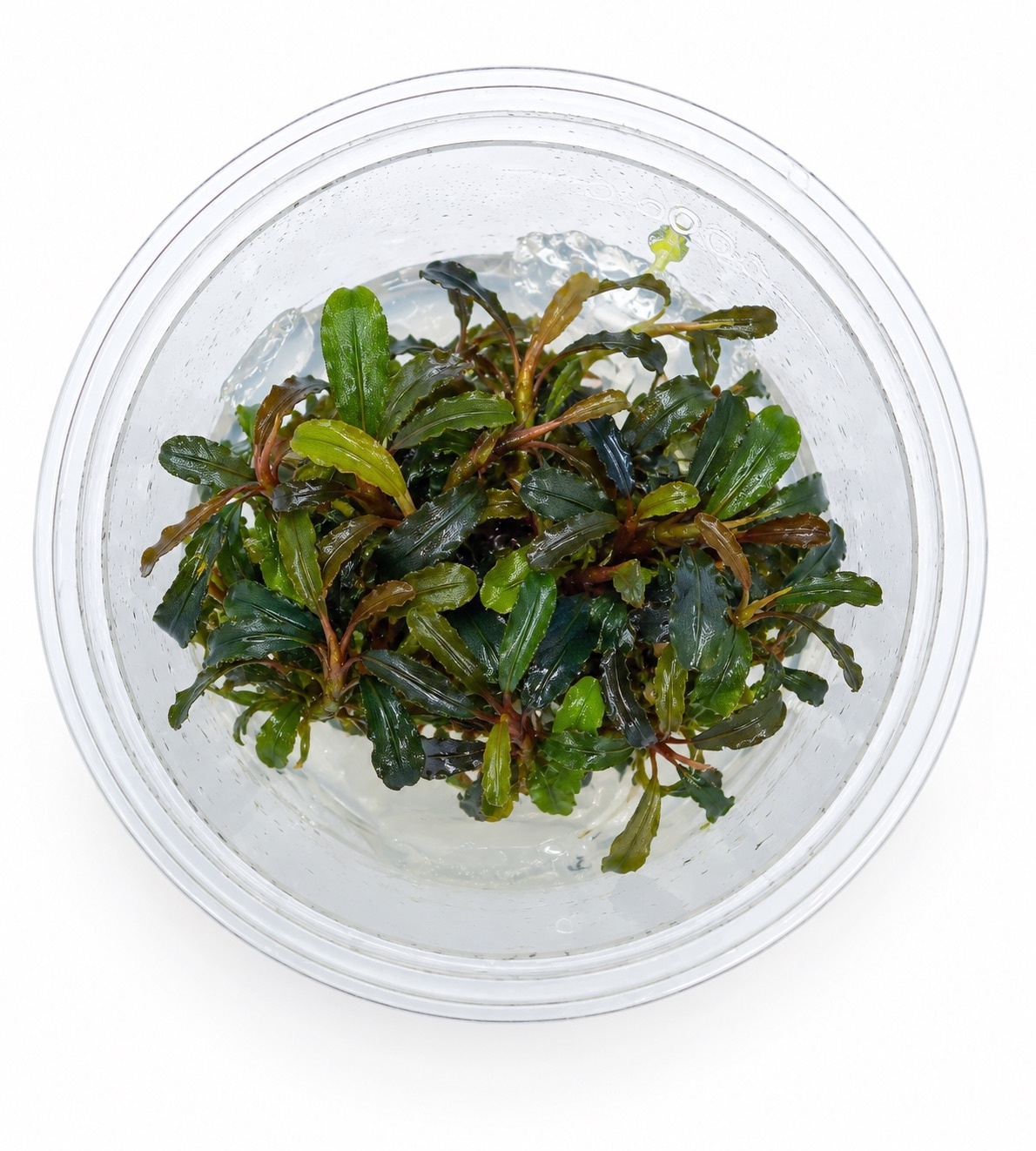 Bucephalandra sp. 'Kedagang' in-vitro