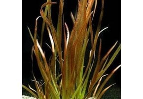 Vallisneria Spiralis Rood bos