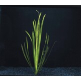 Vallisneria Spiralis Groen bos