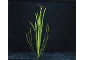 Vallisneria Spiralis Groen bos