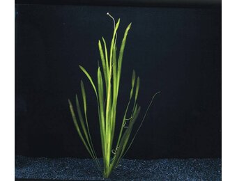 Vallisneria Spiralis Groen bos