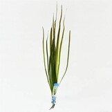 Vallisneria Spiralis Groen bos