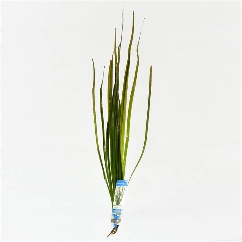 Vallisneria Spiralis Groen bos