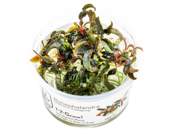Bucephalandra diabolica' Kedagang' in vitro