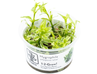 Hygrophila polysperma 'White' in vitro